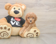 7 week old Cavapoo Puppy For Sale - Lone Star Pups