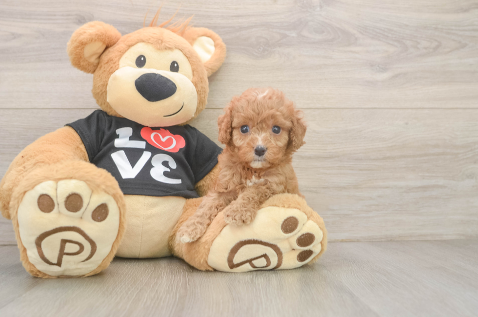 5 week old Cavapoo Puppy For Sale - Lone Star Pups