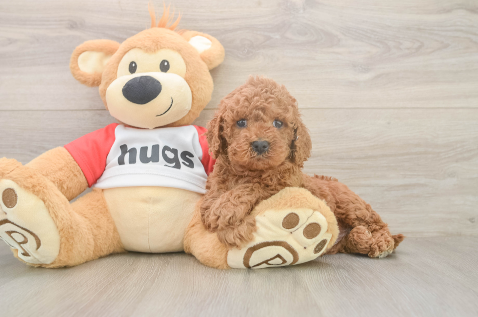 6 week old Cavapoo Puppy For Sale - Lone Star Pups