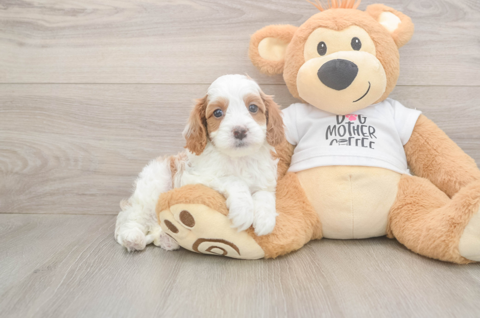 5 week old Cavapoo Puppy For Sale - Lone Star Pups