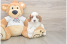 Cavapoo Puppy for Adoption