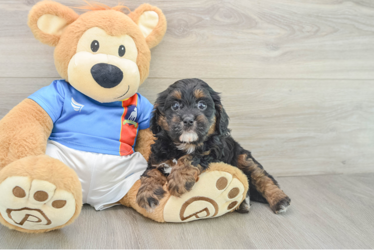 Cavapoo Pup Being Cute