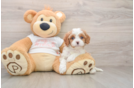 Cavapoo Puppy for Adoption
