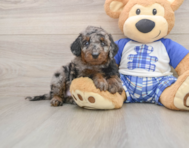 7 week old Cavapoo Puppy For Sale - Lone Star Pups