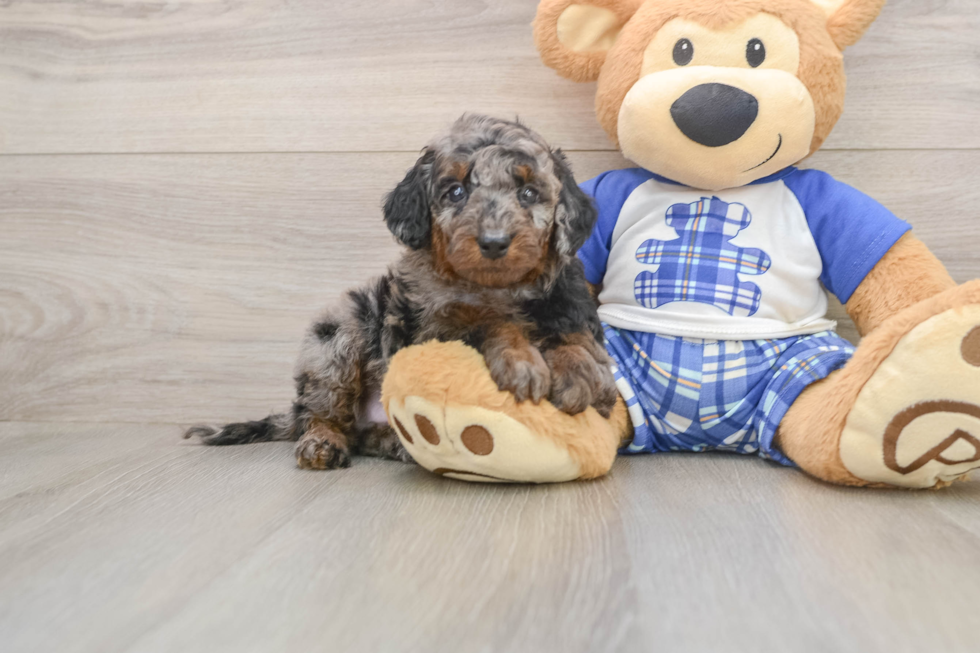Funny Cavapoo Poodle Mix Pup