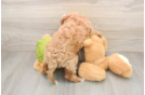 Hypoallergenic Cavadoodle Poodle Mix Puppy