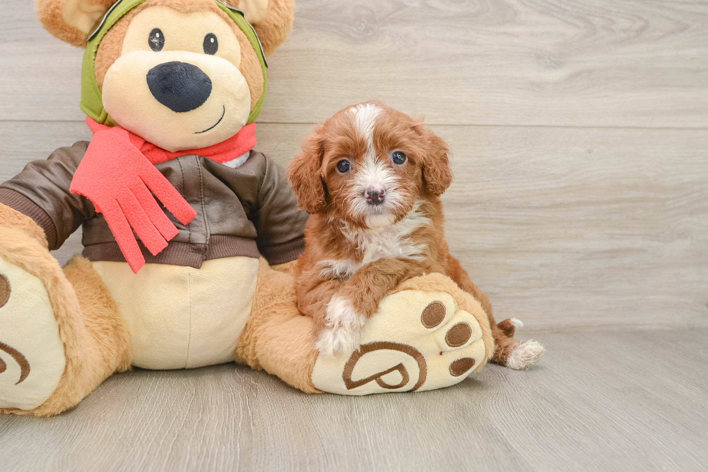Sweet Cavapoo Baby