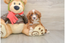 Sweet Cavapoo Baby