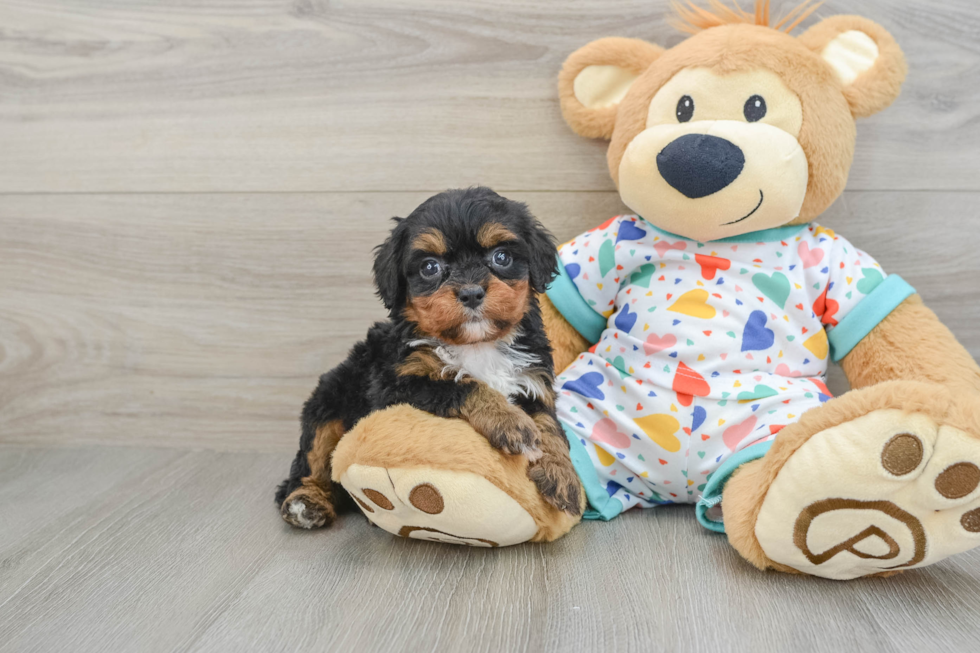 Cavapoo Pup Being Cute