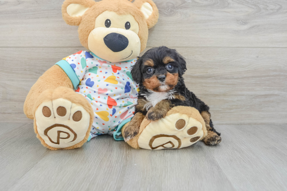 Cavapoo Puppy for Adoption