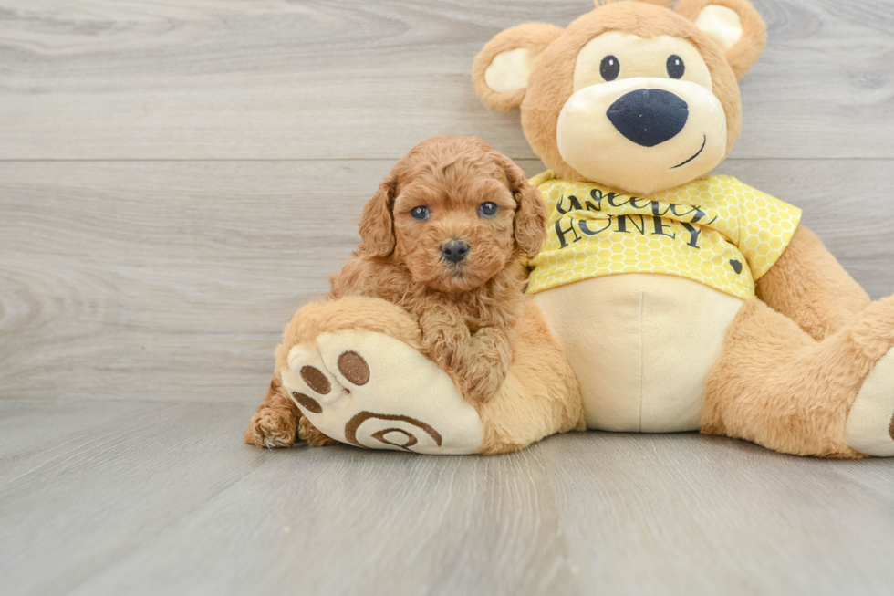 Little Cavipoo Poodle Mix Puppy