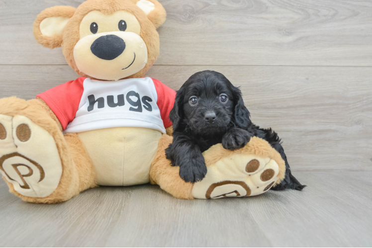Petite Cavapoo Poodle Mix Pup