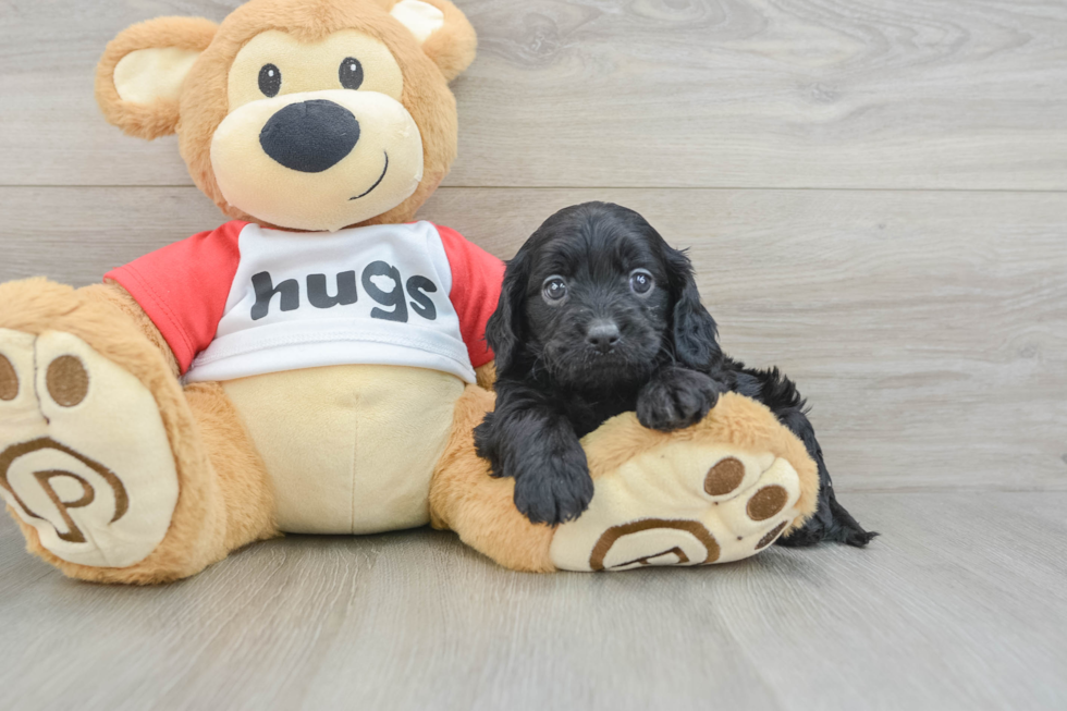 Petite Cavapoo Poodle Mix Pup