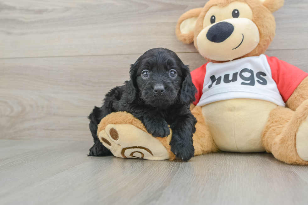 Best Cavapoo Baby