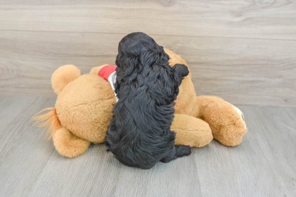 Cavapoo Pup Being Cute