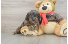 Best Cavapoo Baby