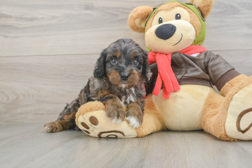 Best Cavapoo Baby