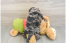Hypoallergenic Cavadoodle Poodle Mix Puppy
