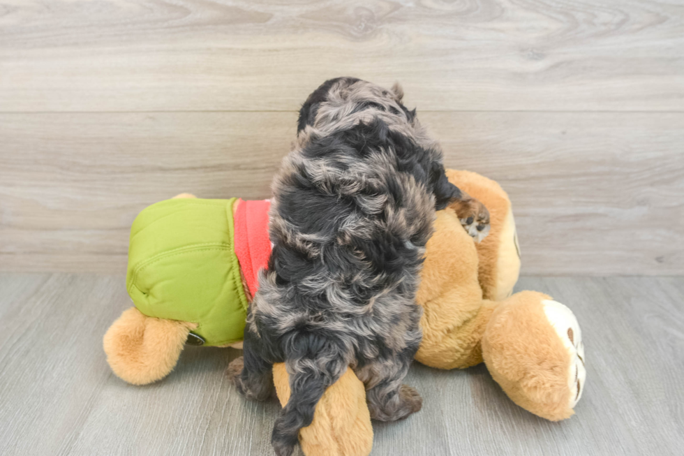 Hypoallergenic Cavadoodle Poodle Mix Puppy