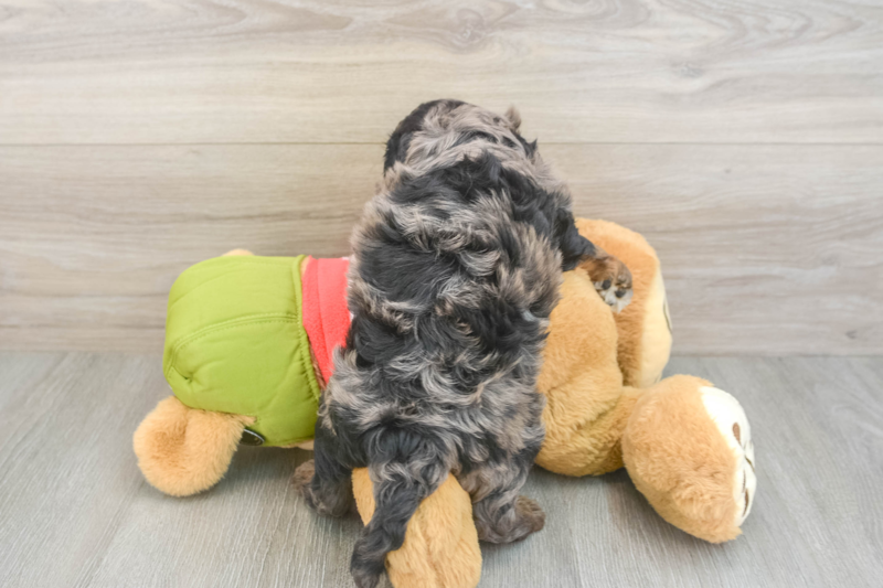 Meet Elmer - our Cavapoo Puppy Photo 2/3 - Lone Star Pups