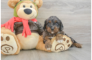 Best Cavapoo Baby