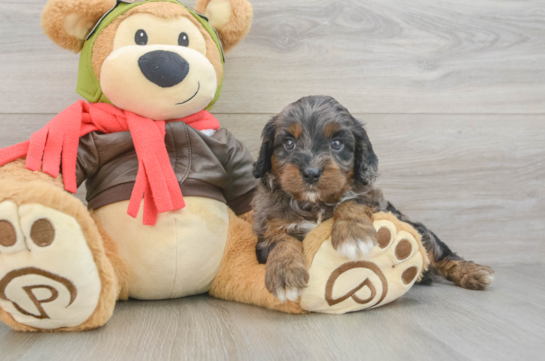 Best Cavapoo Baby