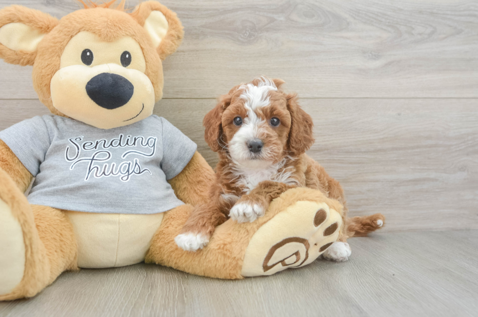 6 week old Cavapoo Puppy For Sale - Lone Star Pups