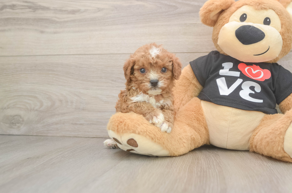 5 week old Cavapoo Puppy For Sale - Lone Star Pups