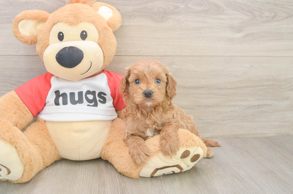 6 week old Cavapoo Puppy For Sale - Lone Star Pups