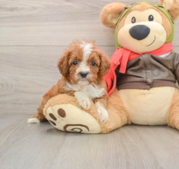 6 week old Cavapoo Puppy For Sale - Lone Star Pups
