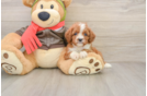 Adorable Cavalier King Charles Spaniel and Poodle Mix Poodle Mix Puppy