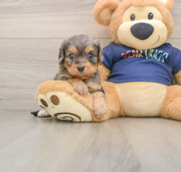 8 week old Cavapoo Puppy For Sale - Lone Star Pups