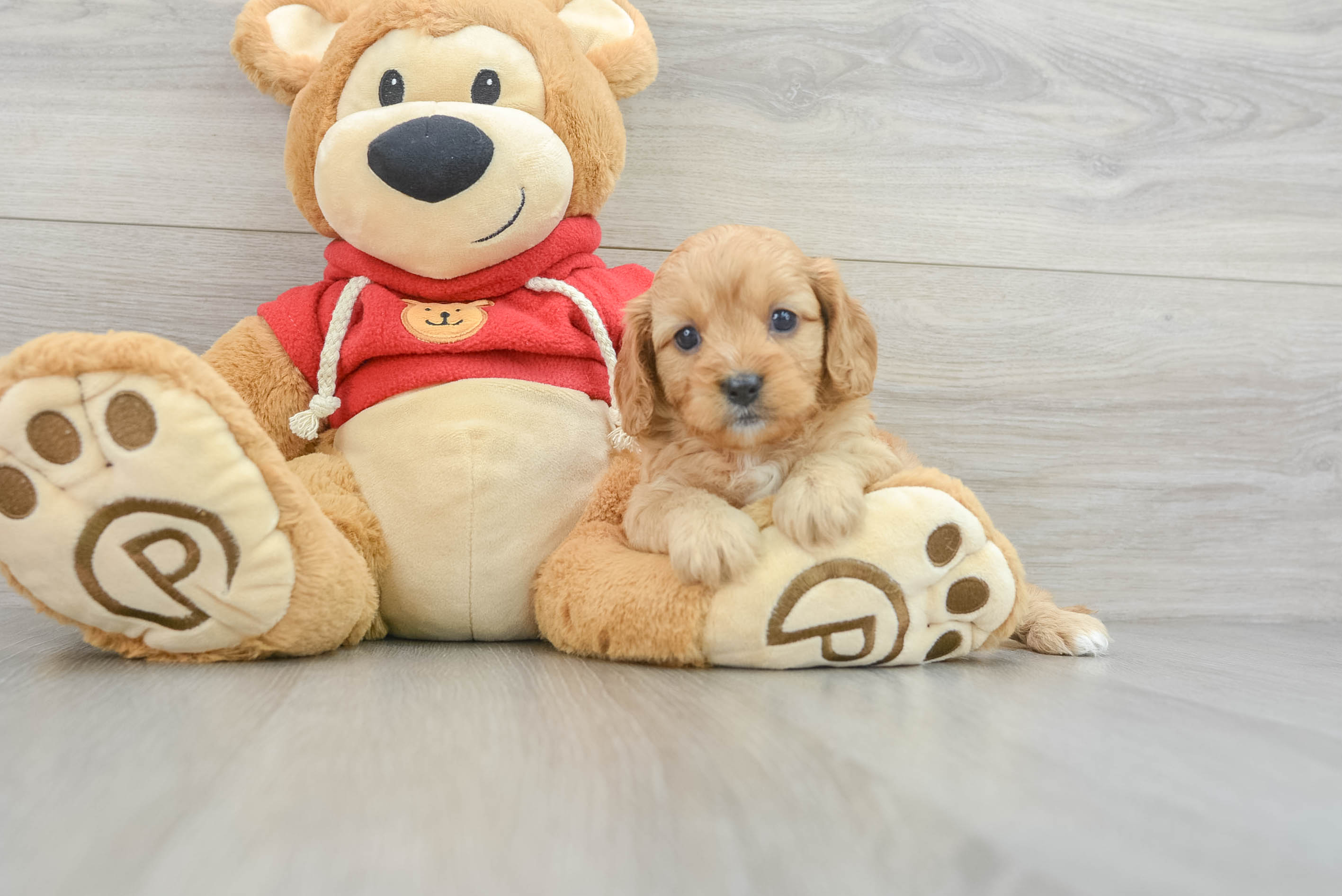 Cavapoo Puppy for Adoption