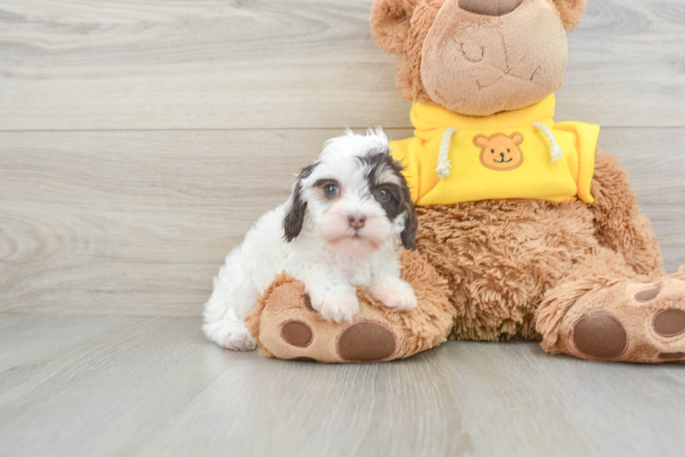 Happy Cavapoo Baby