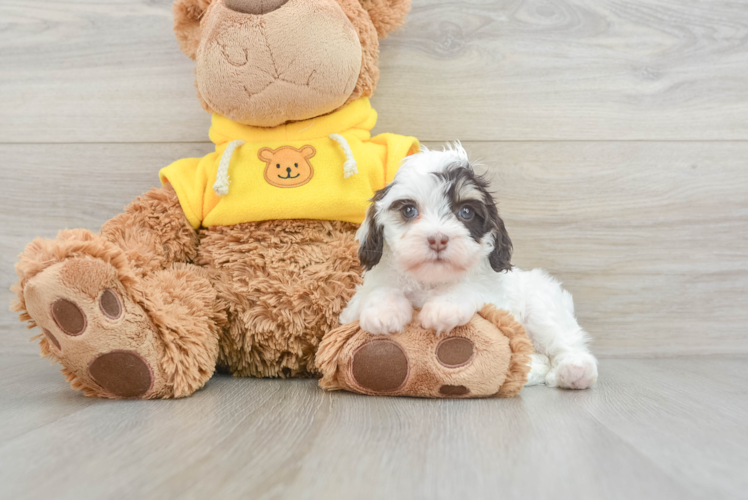 Cavapoo Pup Being Cute