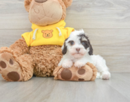 8 week old Cavapoo Puppy For Sale - Lone Star Pups