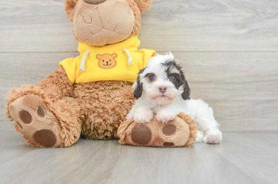 Cavapoo Pup Being Cute