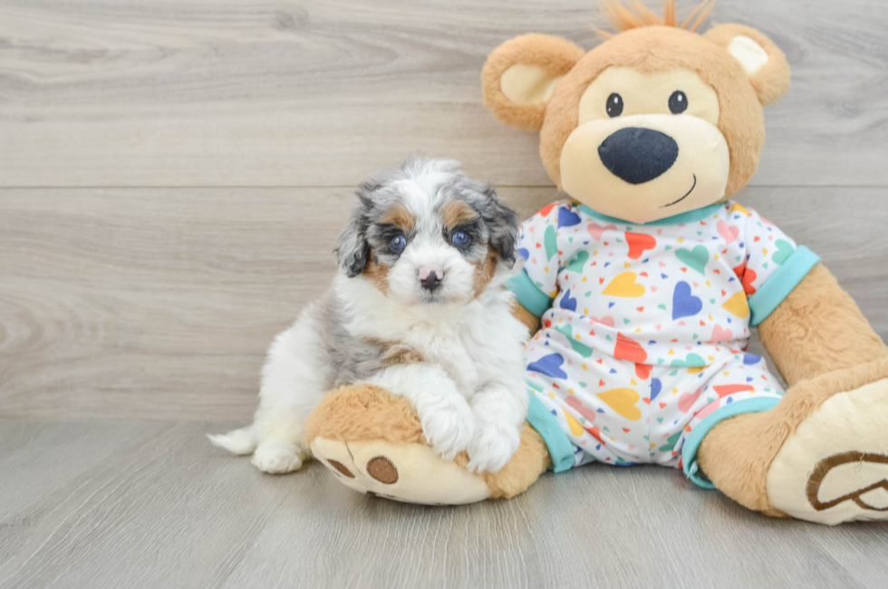 5 week old Cavapoo Puppy For Sale - Lone Star Pups
