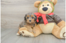 Hypoallergenic Cavadoodle Poodle Mix Puppy