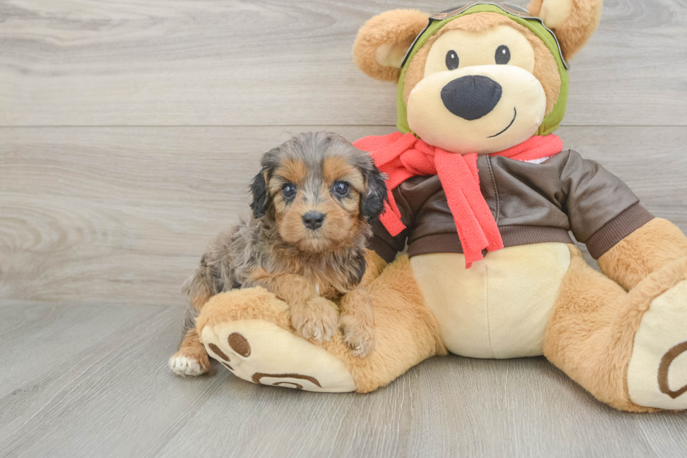 Hypoallergenic Cavadoodle Poodle Mix Puppy