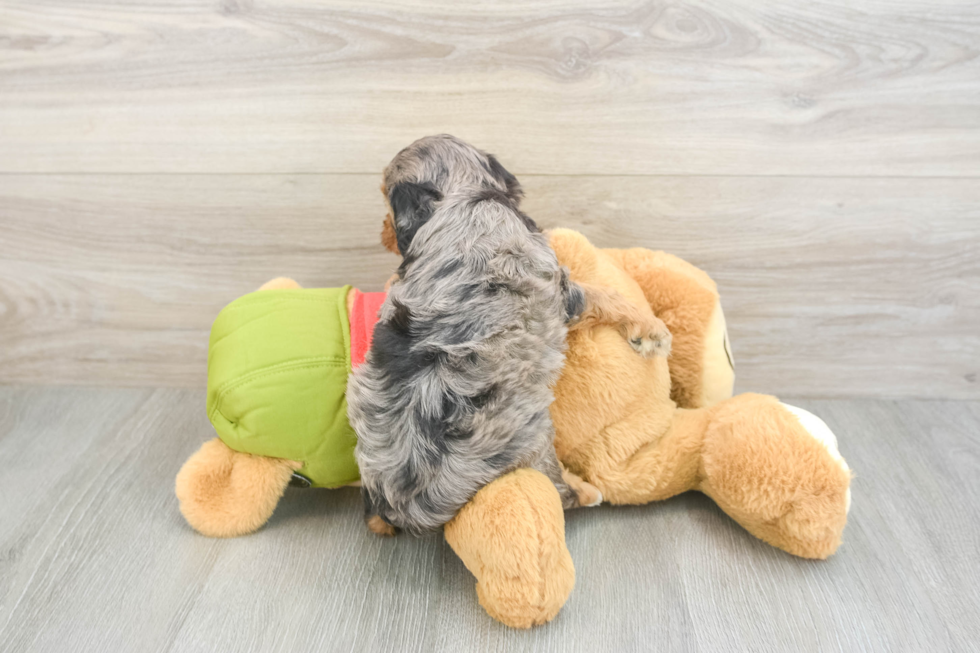 Fluffy Cavapoo Poodle Mix Pup