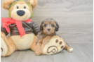 Cavapoo Pup Being Cute