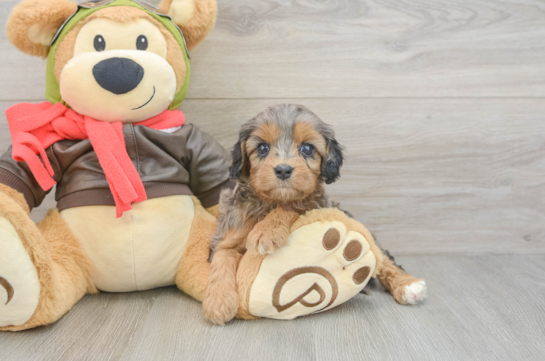 Cavapoo Pup Being Cute