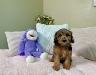 9 week old Cavapoo Puppy For Sale - Lone Star Pups