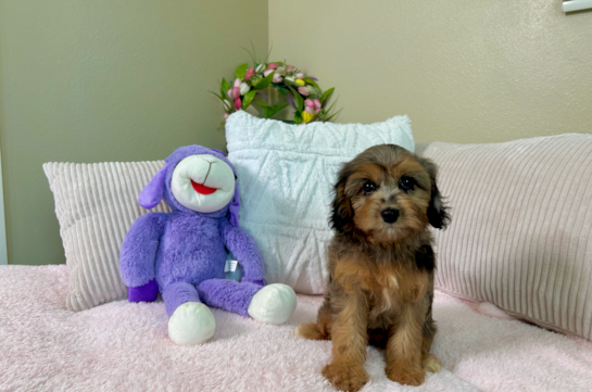 Cute Cavapoo Poodle Mix Pup
