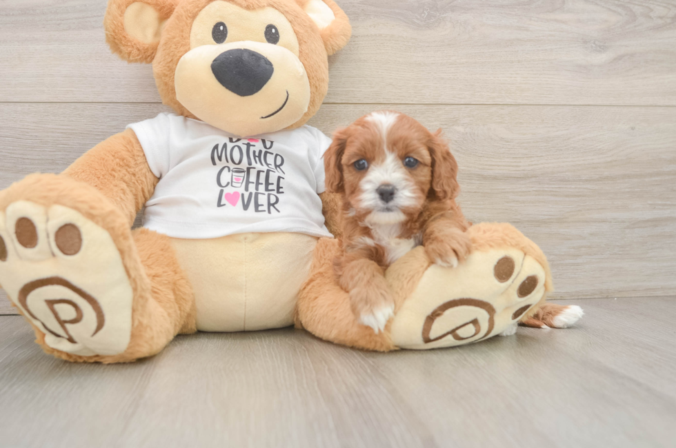 5 week old Cavapoo Puppy For Sale - Lone Star Pups