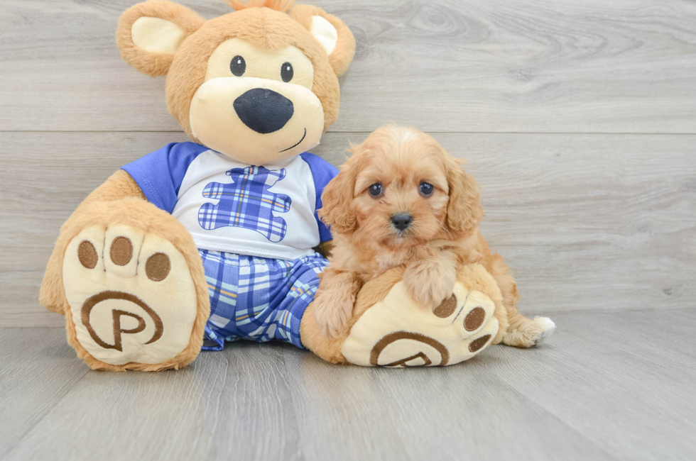 6 week old Cavapoo Puppy For Sale - Lone Star Pups