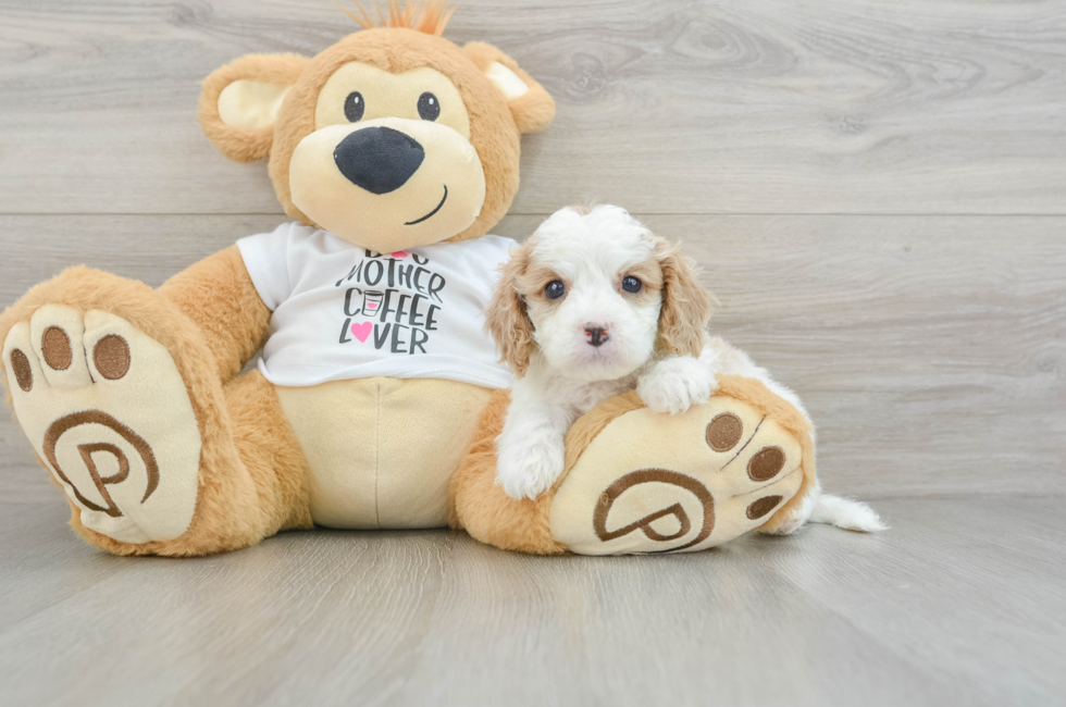 5 week old Cavapoo Puppy For Sale - Lone Star Pups