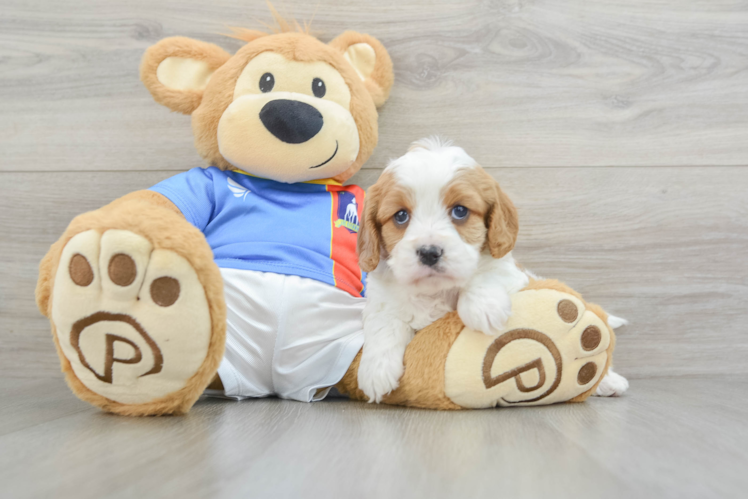 Cavapoo Pup Being Cute
