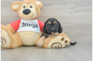 Cavapoo Puppy for Adoption